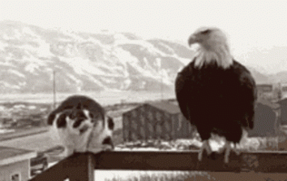 eagle-has-landed.gif