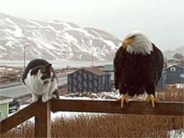 tumblr_n9uiq5LZb11t5u8jso1_400.gif