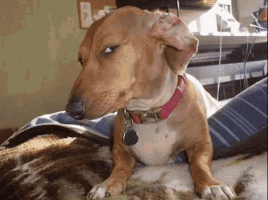 dog-meme.gif