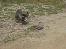 cat-snake.gif