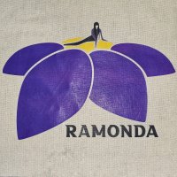 Ramonda4.jpg