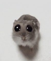 sad-mouse-big-eyes.gif