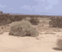 1000072972.gif