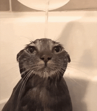 cat-underwater.gif