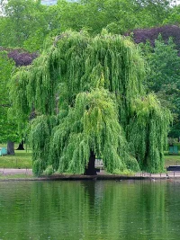 800px-Willow.webp