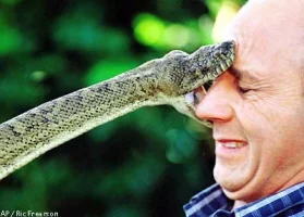 snakebite.webp