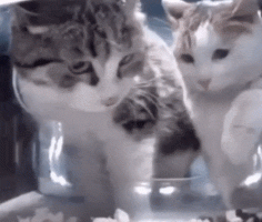 1749896827052.gif 1749896827052.gif