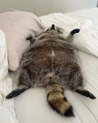 sleeping-raccoon-v0-bfoo8ldhczqd1.webp