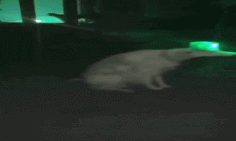 siren-siren-dog-ezgif.com-effects.gif