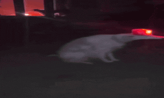 siren-siren-dog-ezgif.com-effects (1).gif