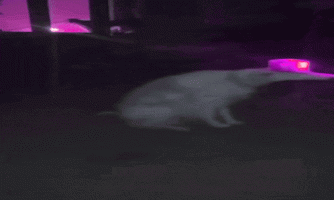 siren-siren-dog-ezgif.com-effects (2).gif