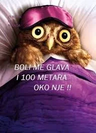 boli glava.webp