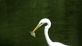 GiftedUnripeGalapagosmockingbird-max-1mb.gif