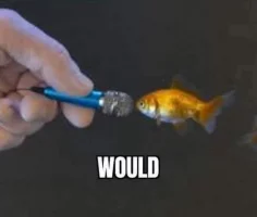 would.webp