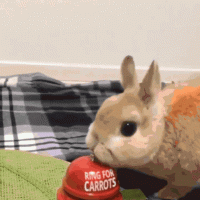 bunny-rabbit-carrot-bell.gif