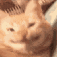 IMG_2219.gif
