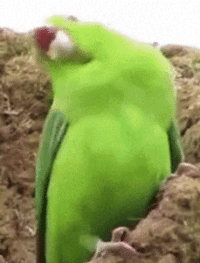 IMG_4046.gif
