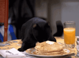 cat-eat.gif