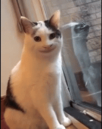 IMG_6003.gif